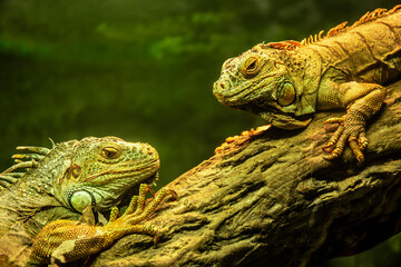 Iguanas couple resrting on the tree. Wild green iguanas close up.