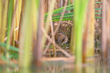 Naklejka na ściany i meble Close up of a juvenile little crake(Zapornia parva) foraging at a swamp in the Netherlands.