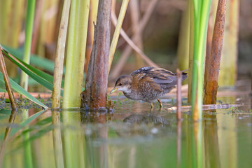 Close up of a juvenile little crake(Zapornia parva) foraging at a swamp in the Netherlands.