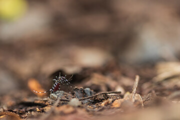common house  Mosquito on ground.Female Aedes mosquitoes that feed on blood and carry dengue fever