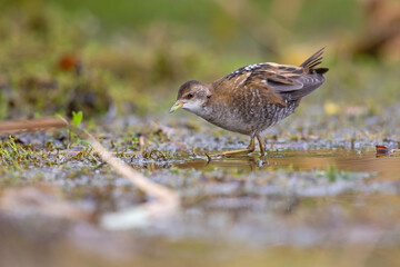 Close up of a juvenile little crake(Zapornia parva) foraging at a swamp in the Netherlands.