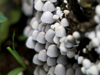 Tiny  white color mushrooms  or conks  on a decaying tree, selective focus
