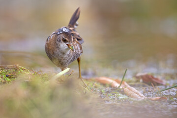 Close up of a juvenile little crake(Zapornia parva) foraging at a swamp in the Netherlands.