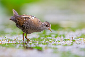 Fototapeta premium Close up of a juvenile little crake(Zapornia parva) foraging at a swamp in the Netherlands.