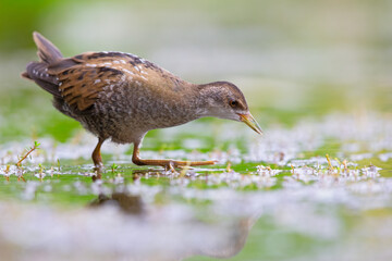 Close up of a juvenile little crake(Zapornia parva) foraging at a swamp in the Netherlands.