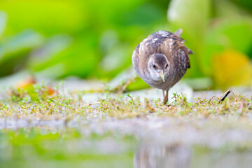 Close up of a juvenile little crake(Zapornia parva) foraging at a swamp in the Netherlands.