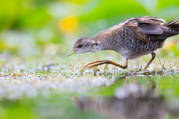 Close up of a juvenile little crake(Zapornia parva) foraging at a swamp in the Netherlands.