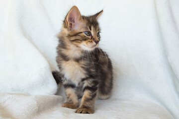 Chaton