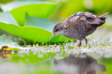 Close up of a juvenile little crake(Zapornia parva) foraging at a swamp in the Netherlands.