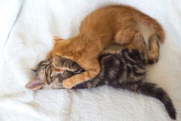 Chatons qui chahutent