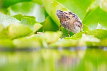 Close up of a juvenile little crake(Zapornia parva) foraging at a swamp in the Netherlands.