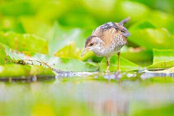 Close up of a juvenile little crake(Zapornia parva) foraging at a swamp in the Netherlands.