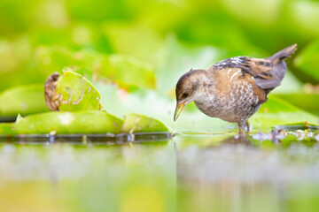 Close up of a juvenile little crake(Zapornia parva) foraging at a swamp in the Netherlands.