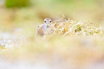 Close up of a juvenile little crake(Zapornia parva) foraging at a swamp in the Netherlands.