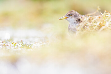 Close up of a juvenile little crake(Zapornia parva) foraging at a swamp in the Netherlands.