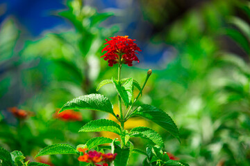 red flower in the garden