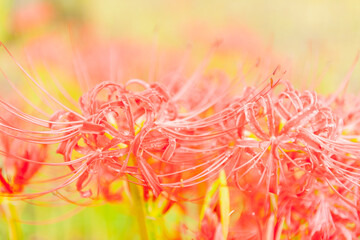 cluster amaryllis