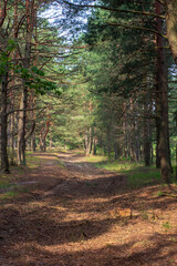 The road in the pine forest. Vertical image of forest nature.
