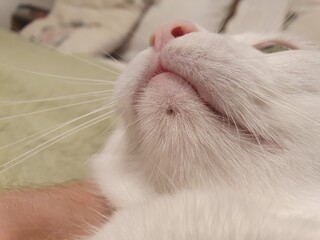 Domestic Cat's ACNE. Black dot under white cat chin © MarcoMarinuzzi