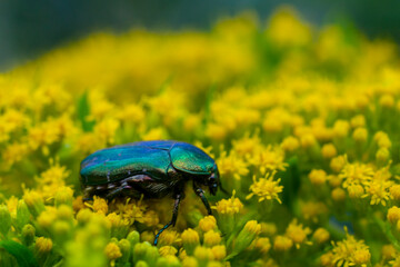 Cetonia aurata, the green rose chafer on a yellow flower close-up