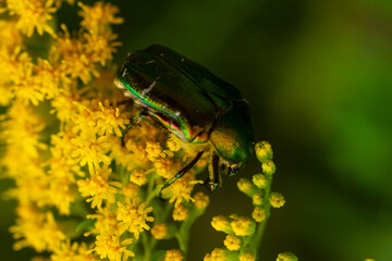 Cetonia aurata, the green rose chafer on a yellow flower close-up