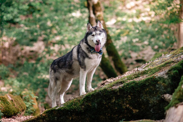 dog walking in the forest