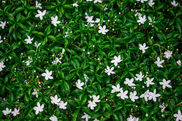 Fototapeta premium white flowers on green grass