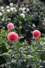 Dahlias among the garden beds. Flower farm at sunset.