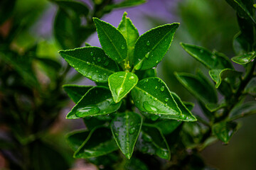 raindrops on a lemon leaves