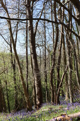footpath in the woods