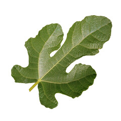 Green fig leaf on white background