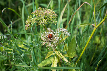 green background with small lady bug photo