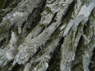 The surface of the bark of an old large tree. Close-up. The texture of the bark is clearly visible.