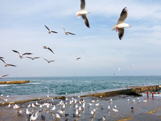 Seascape. Old stone pier with sitting standing seagulls and blue sea water.