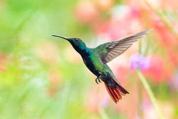 Fototapeta na wymiar A Black-throated Mango hummingbird hovering with a blurred background. Hummingbird in a garden. Brightly colored bird, bird in natural surroundings, isolated hummingbird