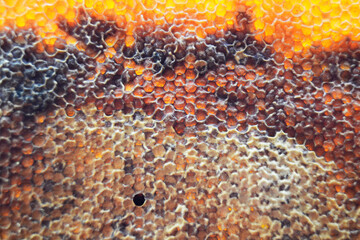 Drop of bee honey drip from hexagonal honeycombs