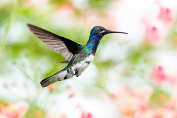 A juvenile White-necked Jacobin hovering in the air with  Pride of Barbados flowers blurred in the background. Hummingbird hovering, Bird in a garden, Hummingbird in natural habitat,  isolated bird