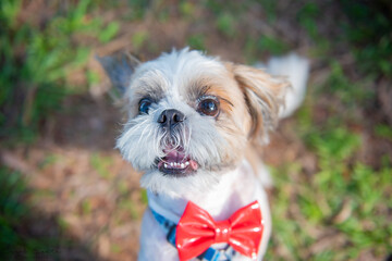 Shih Tzu Happy