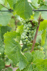 Green unripe grapes on a vine with leaves in a vinyard Vitis vinifera