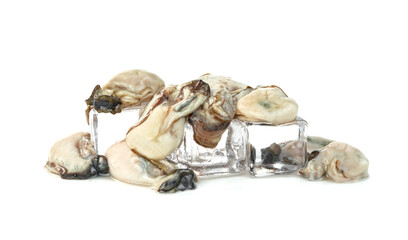 Oysters with ice cube isolated on a white background