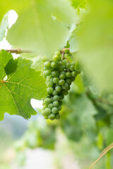 Green unripe grapes on a vine with leaves in a vinyard Vitis vinifera