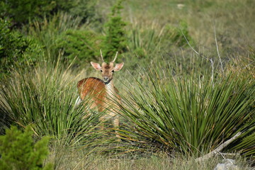 close up portrait of a young Axis buck