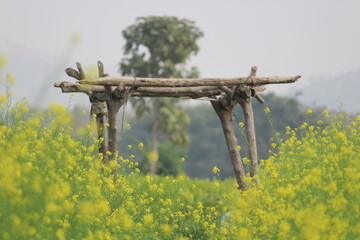 Mustard field with wooden watchtower