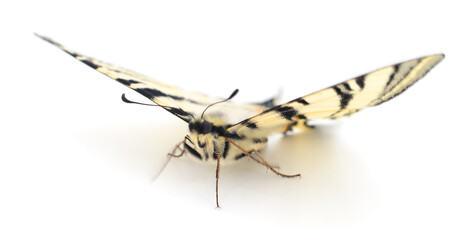 Swallowtail (Papilio machaon) isolated.