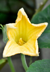 Pumpkin has yellow flowers, grown in a sufficiency agricultural garden. 