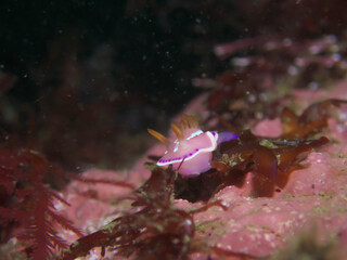 Fototapeta premium ウミウシ