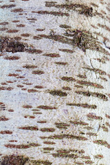 Embossed texture of the brown bark, as background for your design. Selective focus