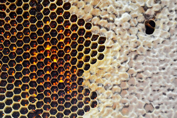 Drop of bee honey drip from hexagonal honeycombs