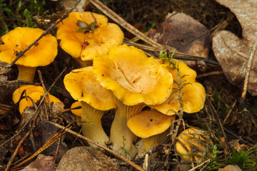 Beautiful chanterelle mushrooms in the forest. Shallow depth of field (DOF)