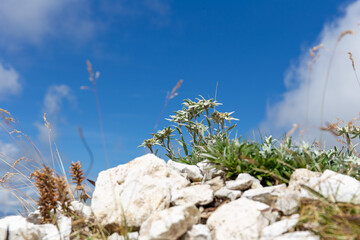 Stelle alpine tra le rocce